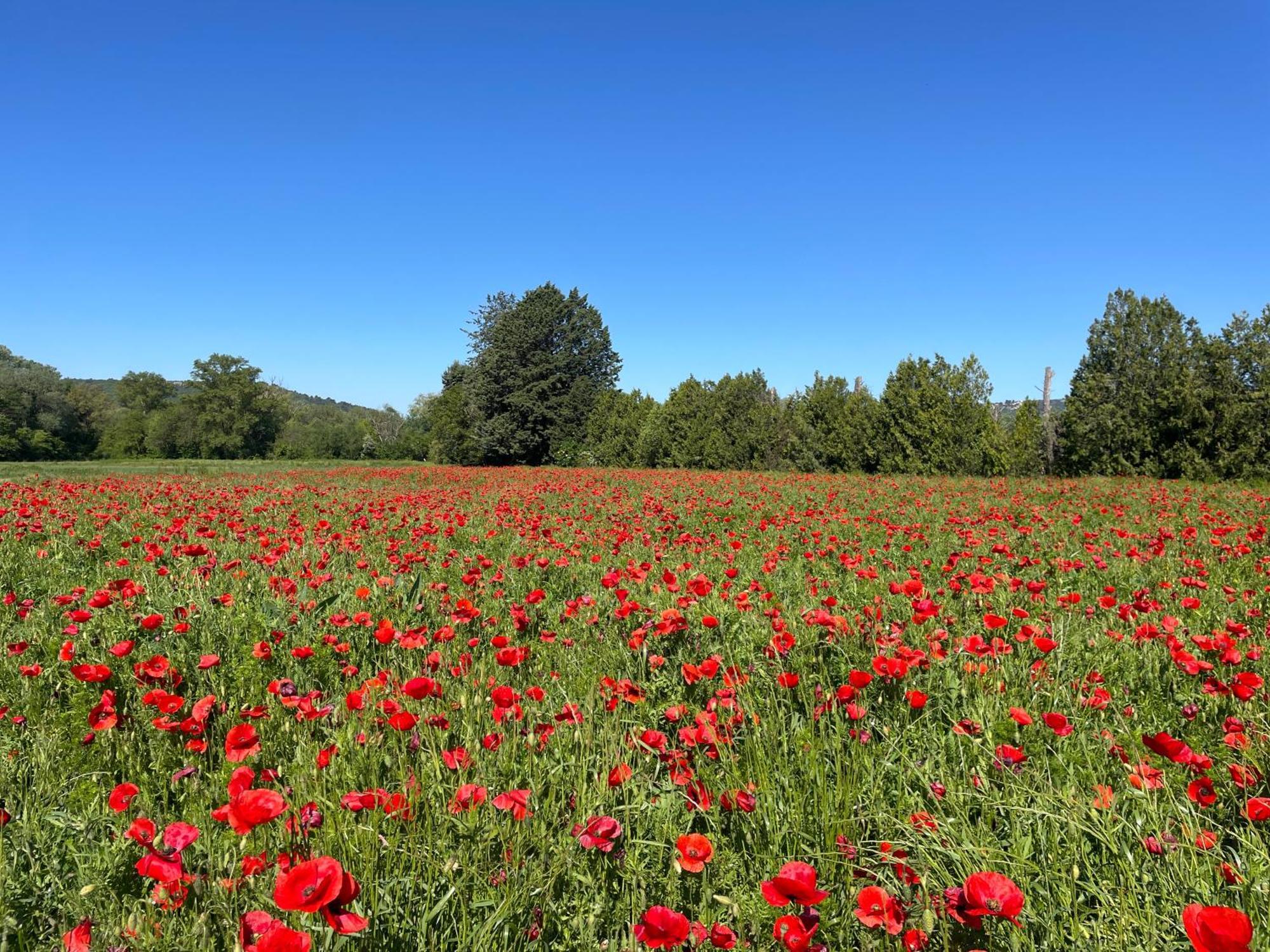 O Coeur Des Ocres Daire Roussillon en Isere Dış mekan fotoğraf
